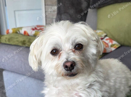 Daisy 5 year old maltese