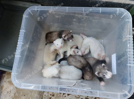 Kits need new homes