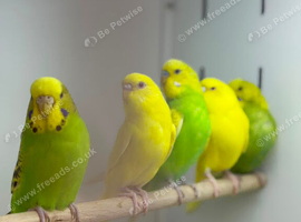 Budgies