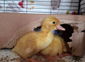 2 Ducklings