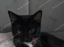 6 month old cat