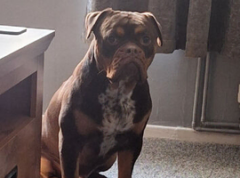 Old Tyme Bulldog