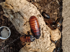 Small Brood of Madagascar Hissing Cockroaches (includes standard as well)