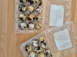Hatching eggs