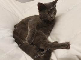 Grey boy cat