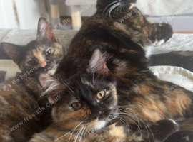 Female kitten and mum