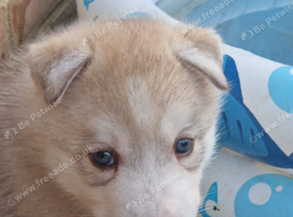 Male husky puppy for sale