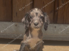 Cocker spaniel puppies