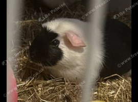 X2 female guinea pigs
