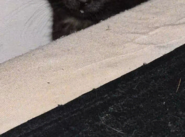 Female black kitten