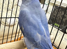 Baby 3 months old blue and purple