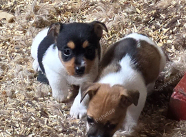 Jack Russel Boys