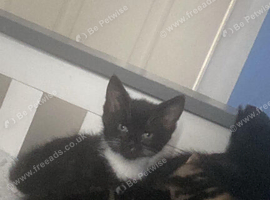 Beautiful kittens ready now