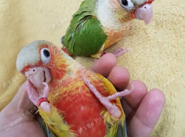 Hand reared tame talking conure parrots x 4 available.