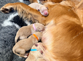 Golden Retriever Puppies 3 Girls & 2 Boys NOW HERE!