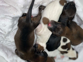 Saluki puppies