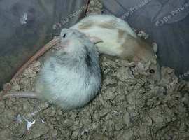 Rat Rehoming