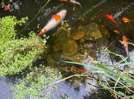 Large 35-40cm koi fish for sale