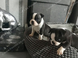 BEAUTIFUL LITTER OF 5 BOSTON TERRIERS