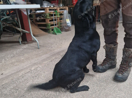 Trained labrador