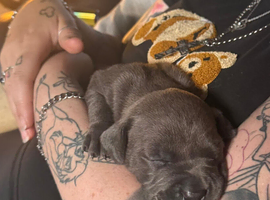Beautiful  puppy pit corso&rdquo;s ready to leave around 24 July only 3 bitches left