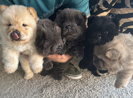 5 puppy chow chows for sale pure bloodline kennel club registered