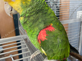 Double Yellow Headed Amazon For Sale Needs a Good Home