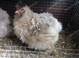 frazzler x Pekin Bantam