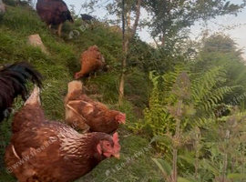 5 laying hens available for sale