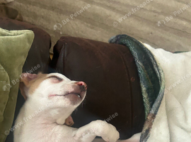 REDUCED! 1 BOY LEFT  needs his forever home! Jack pups ready to go!