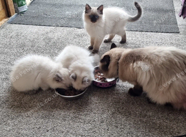 Beautiful Ragdoll kittens looking for new homes