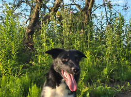 7 month old border collie