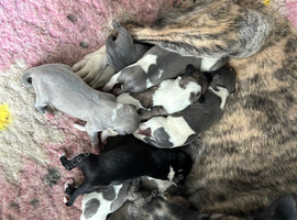 3/4 whippet 1/4 collie