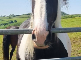 Pearl 2 year old filly for sale