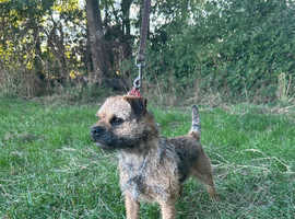 KC Registered Border Terrier Stud Dog