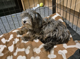 5 months old female yorkiepoo