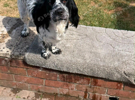 Cocker spaniel