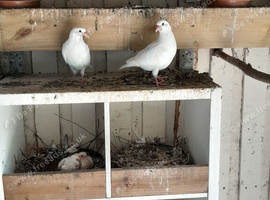 Young doves