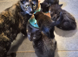 Stunning litter of 6 kittens