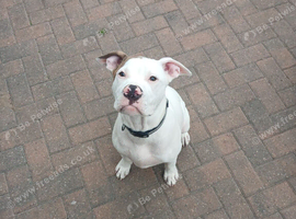 American bulldog