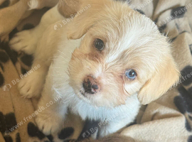 Beautiful f1 jackapoo puppies for sale