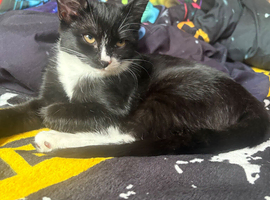 Little kitten