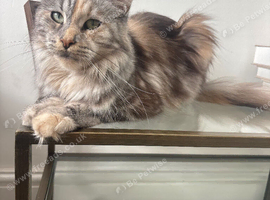 Maine coon queen