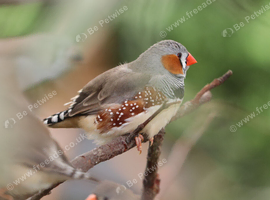 Various Zebra Finch Varieties