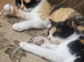 Beautiful  2 females kittens