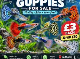 COLOURFUL GUPPIES FOR SALE &ndash; CAITHNESS