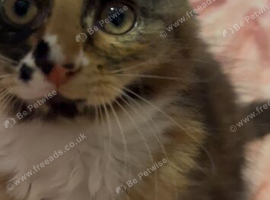Beautiful friendly fluffy female kitten