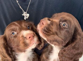 1 boy Cocker spaniel