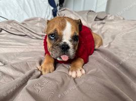 I have one English bull dog