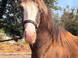 Shire x cob